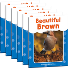 Beautiful Brown 6-Pack