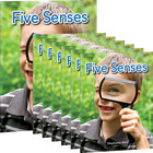Five Senses 6-Pack